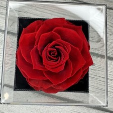 REAL Preserved Eternity Forever Rose Luxury Box Holiday Wedding Gift  Necklace