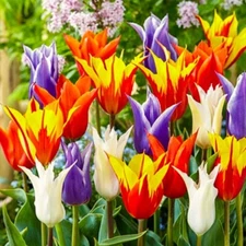 40 Tulip Seeds Mixed Colors Fragrant Flower Plant (much less money than bulbs)