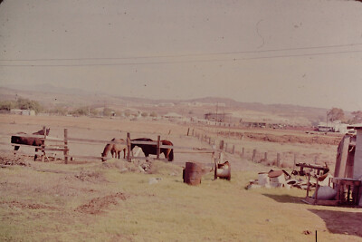 FEB 1969 Horses On Farm Slide Ref H109