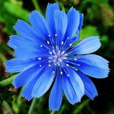 Chicory Seeds  Non-GMO  300 - 6,000 Seeds  Non-GMO  Free Ship  1248