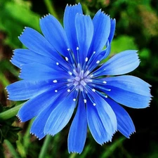 Chicory Seeds | Non-GMO | 300 - 6,000 Seeds | Non-GMO | Free Shipping | 1248