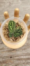 Pellionia Pulchra Prop Cup, Terrarium Plant, 