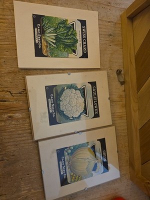 Vtg Framed Cauliflower, Swiss Chard, Onion, Card Seed Co Fredonia NY