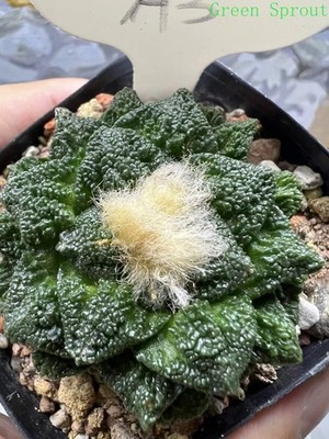 1pcs RareSucculent plant Ariocarpus bravoanus subsp. hintonii Radical 5cm