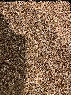 LIVE LARGE MEALWORMS FOR YOUR PETS - 1000 COUNT