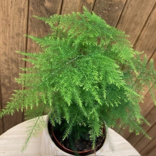 ESPÁRRAGOS - ESPÁRRAGOS SETACEUS 10+ semillas PLANTA ORNAMENTAL SIEMPRE VERDE...