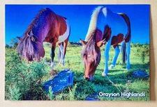 Postcard VA. Horses.  Grayson Highland.  Virginia 