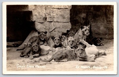Arcadia Vintage California Postcard EL MONTE Gays Lion Farm 1930 Rppc