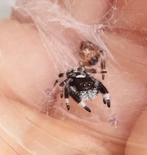 Live Jumping Spider Males | i5-i6 Regal Jumping Spiders