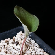 Eriospermum pubescens HBG73604 - 3.5" pot - Bulb