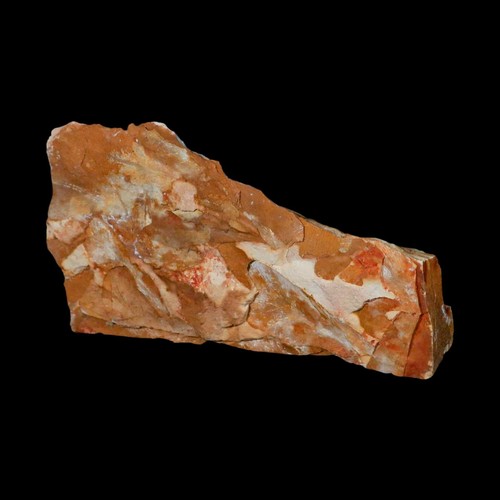 5.6" Detailed Glossopteris Browniana Fossil Plant Leafs Permian Age Australia - Picture 2 of 5