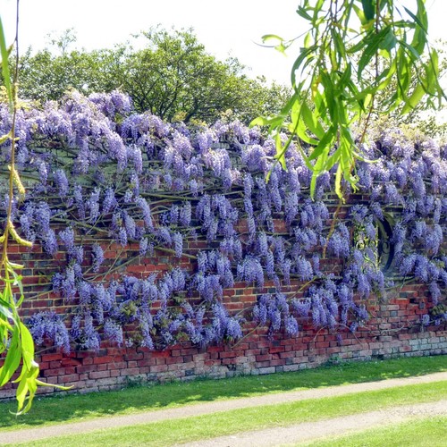 Wisteria sinensis | Blue Flowering Deciduous Hardy Climbing Garden Shrub Plant - Picture 21 of 27