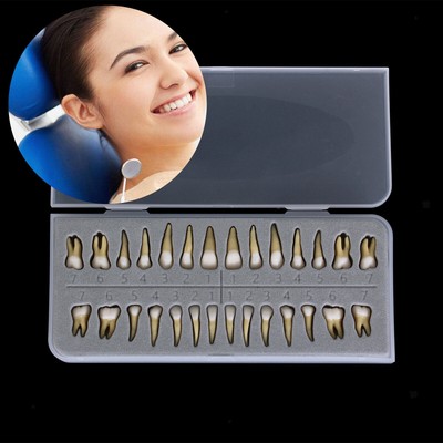 28Pcs Dental 1:1 Permanente Zähne Demonstration Teach Study Model Zahnmodell NEU
