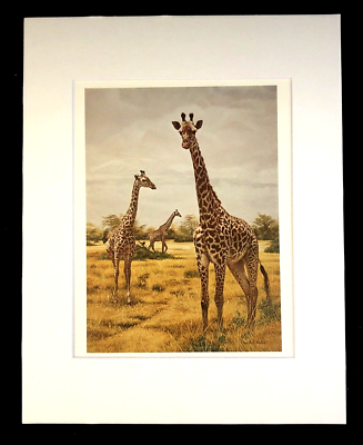 クラウスハーパニエミ　KLAUS BAAPANEMI Masai Giraffe Charles Frace' 