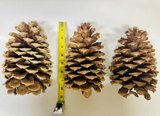 3 Large Lake Tahoe Pine Cones 7” to 9” tall Great Christmas Decoration Crafting