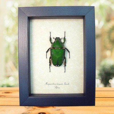 Real Green African Flower Beetle Mecynorrhina torquata Female  Framed Display