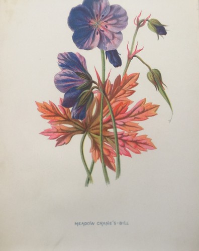 Antique Botanical Print – Meadow Crane’s Bill by F. Hulme, C1878 Plate - Picture 6 of 10