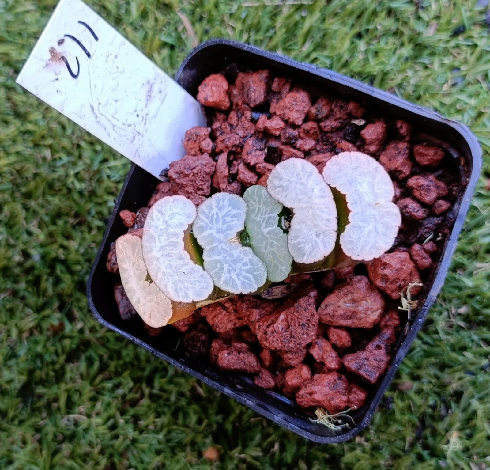 haworthia Plant #71，mature plant,very well Rooted Succulent