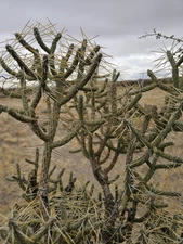 Cylindropuntia Ramosissima [Diamond Cholla] Cuttings, 3 branches, 6" tall