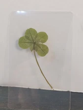 RARE REAL 5 Leaf Clover Hand picked - GREAT Gift - LUCKY Shamrock- Laminated