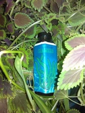 Liquid Seaweed ORGANIC fertilizer! 16oz. plant nutrient for soil or hydro