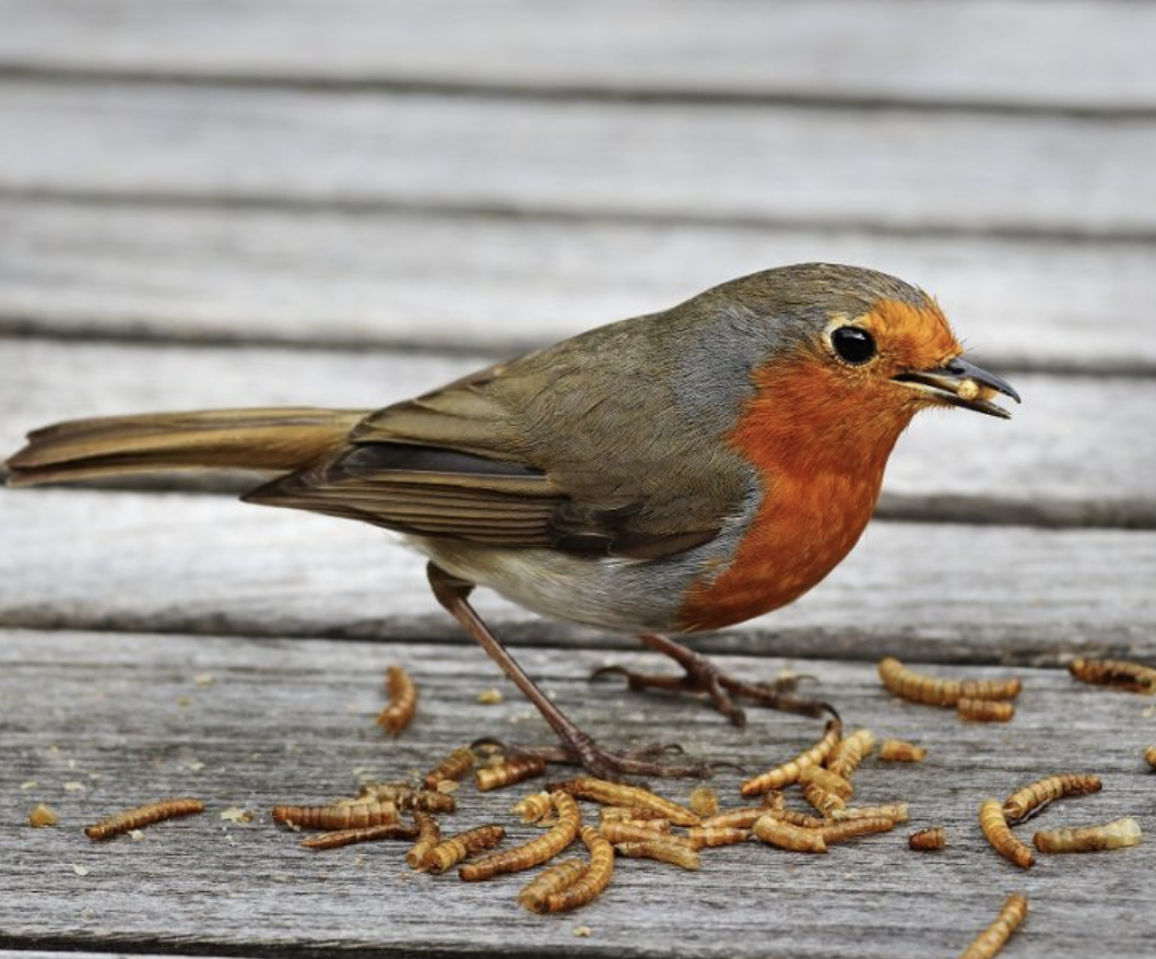 DRIED CALCIWORMS 1kg WILD BIRD FOOD (HIGHER CALCIUM THAN MEALWORM) FROM