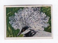 Cigarette Card c1930 Bird - The Crowned Pigeon New Guinea