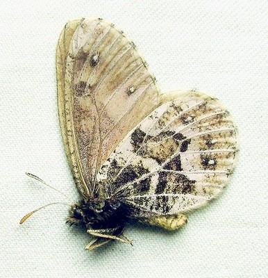 Oeneis sculda pumila, Male, A1 (Russia: Altai)