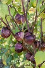 Deep Purple Tomatillo Seeds 50 Ct Really Purple Physalis ixocarpa NON GMO USA