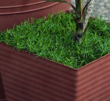 200+ SEEDS Bonsai topper terrarium grass mat forming - IRISH MOSS Sagina family