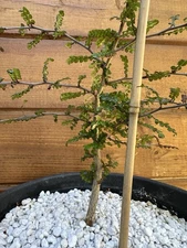 Operculicarya decaryi - Madagascar Elephant Tree - 3 years old