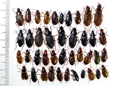 Mix Carabidae - 40 pieces, size about 6-13mm. N Ukraine