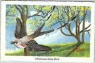 Postcard ANIMAL SCENE State of Oklahoma OK AO4508