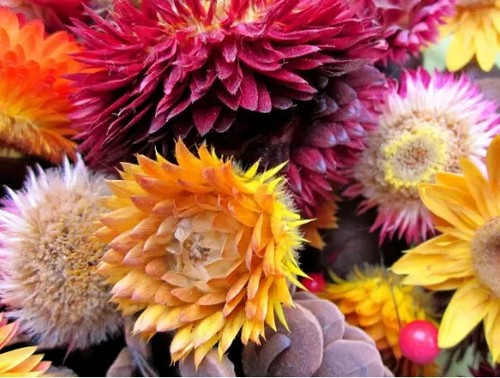 NATIVE AUSTRALIAN WILDFLOWER SEEDS MIX -COTTAGE GARDEN-EASY GROW GARDEN PLANTS - Picture 5 of 6