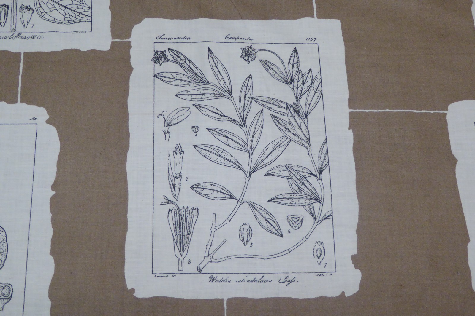 Vintage Cyrus Clark Herbology Frame Floral Nature Plant Fabric Print eBay