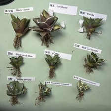 9PCS Gruppo Agave titanota Mix Snaggletooth'/Nero e Blu Vendita Variegata