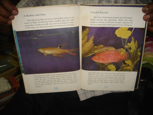 MULTI-COLOURED FINS BY V. DATSKEVICH PAGES 32 ILLUSTRATED HC RADUGA MOSCOW - Picture 7 of 8