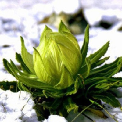 Saussurea involucrate, rare,wild, with big and nice flower, snow
