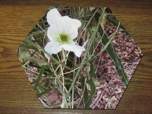 PRIMULA DA SERA, da parete, esagonale stampato su metallo, foto, 11x9,5 pollici