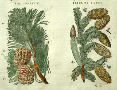 The Pin Home And L'Spruce engraving Original Matthiole 1572 Botany | eBay