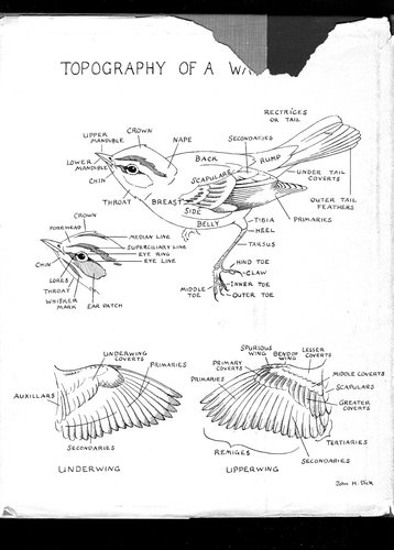 WARBLERS OF NORTH AMERICA Illustrated by JOHN HENRY DICK HCDJ 1st Print 1957 - Picture 2 of 6