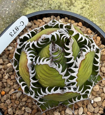 Agave Horrida Beautiful succulent Cactus Plants outdoor random
