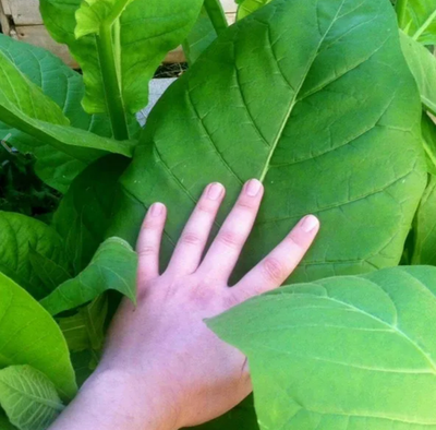 Tobacco seeds -Virginia Gold - Heirloom Nicotiana Tabacum  20/100/300/500/1000+