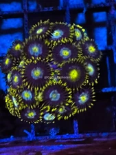CE- WYSIWYG Blueberry Field Zoa Zoanthid Frag Live Coral LPS SPS #R1GE11