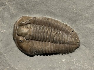 Flexicalymene meeki Mt. Orab Ohio with Possible Predation?