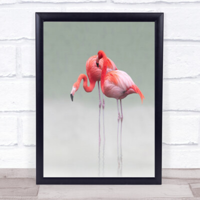 Just We Two Nature Tiere roter Flamingo Vogel Tier Tierwelt Kunstdruck