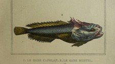 Gravure POISSONS XIXè -