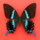 Real mounted butterfly - Papilio blumei - Female - A1