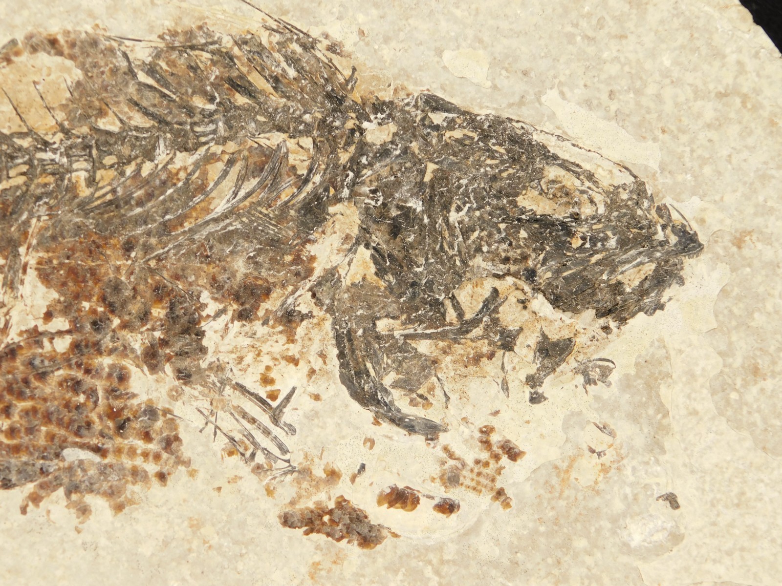 Mioplosus Green River Formation Fish Fossil, Wyoming Specimen