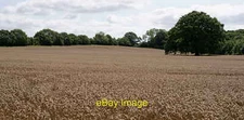 Photo 6x4 Field at Manor Farm Burridge Looking across to a lone oak tree. c2019